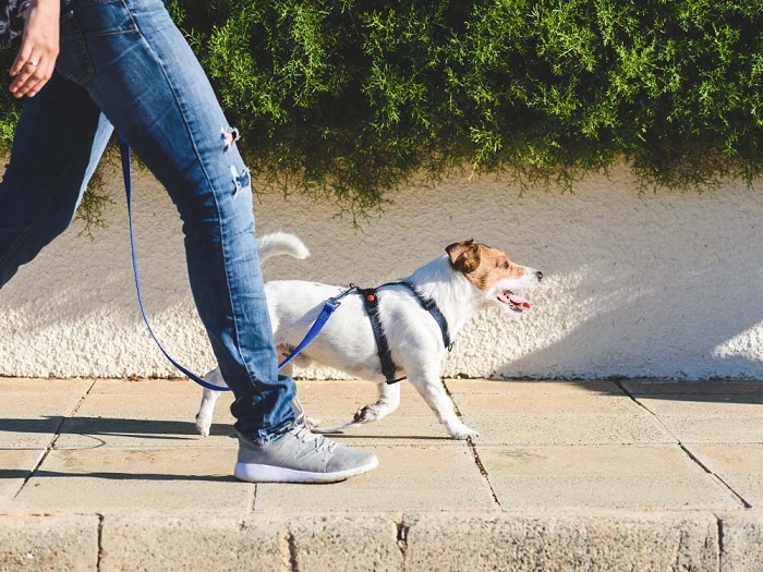 Dog Walking Services In Delhi