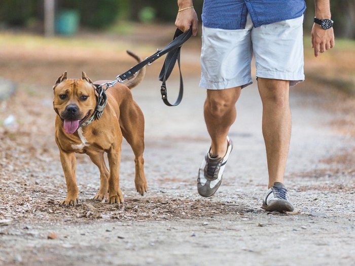 Dog Walking Services In Delhi