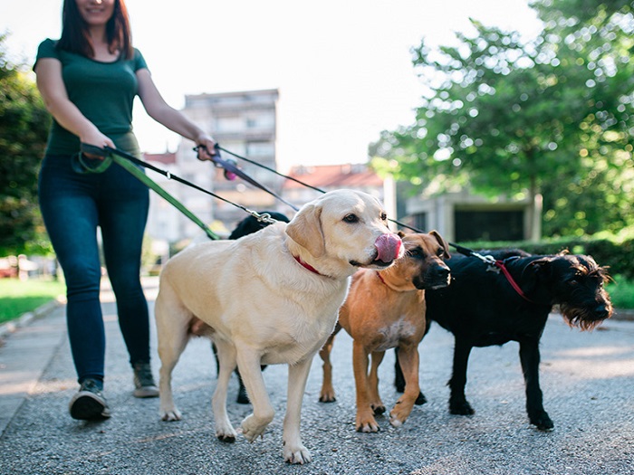 Dog Walking Services In Delhi