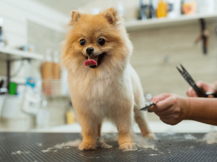 Dog Grooming Services In Chattarpur, Delhi 