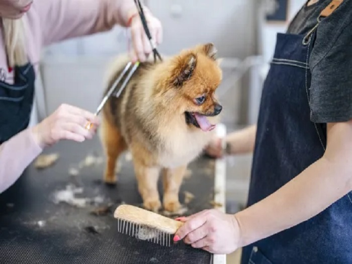 Dog Grooming Services In Chattarpur, Delhi 