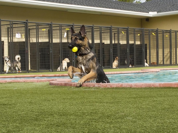  Dog Boarding Services In Noida 