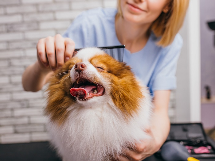 Dog Grooming Services In Noida 