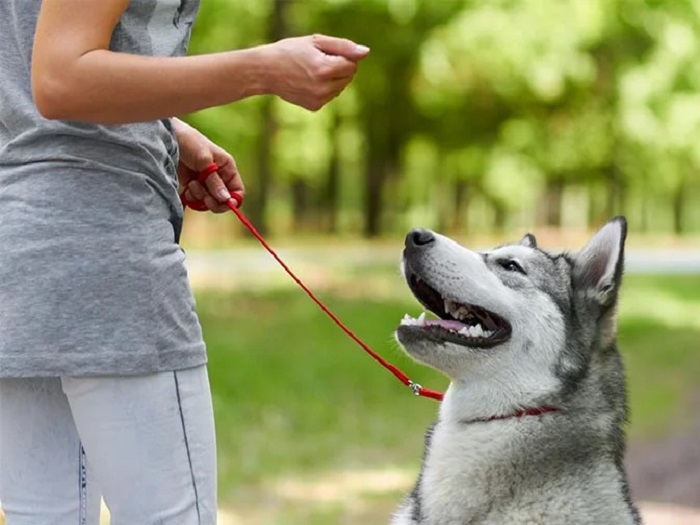  Dog Training Services In Noida