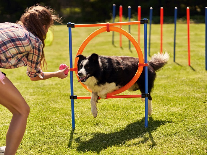  Dog Training Services In Noida